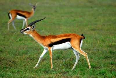 Газель — всегда настороже
