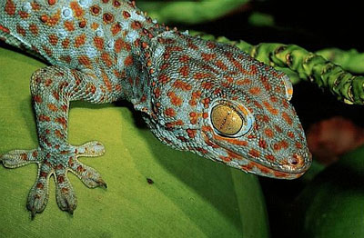 Геккон — смотрю закрытыми глазами