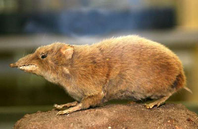 Гимнура — пушистый родственник ежа