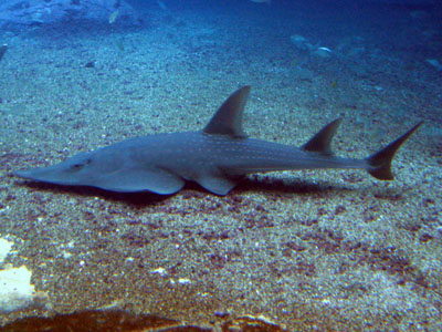 Гитарный скат — необычная рыба с музыкальным именем