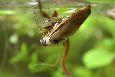 Гладыш — коварный подводный охотник-перевертыш