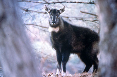 Горал — проворный коротконогий бегун