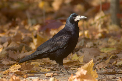 Грач — любитель шумной компании