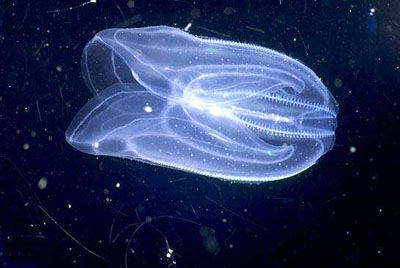 Гребневик — устрашающее свечение