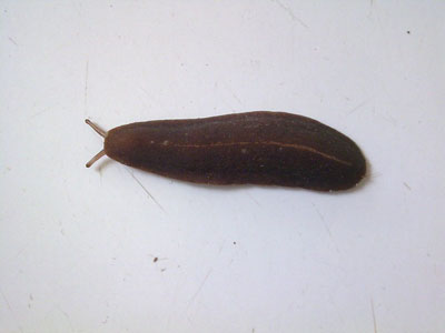 Глоточные пиявки