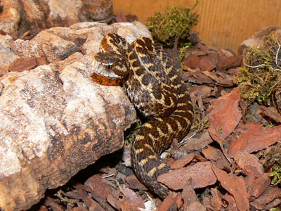 Гадюка Динника