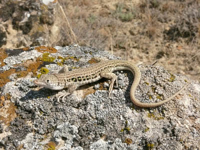 Глазчатая ящурка