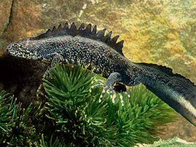 Гребенчатый тритон