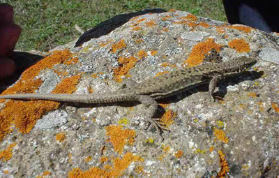 Грузинская ящерица