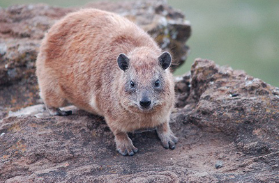 Даман — небольшое млекопитающее с неясным родством