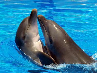 Дельфин — общительное млекопитающее
