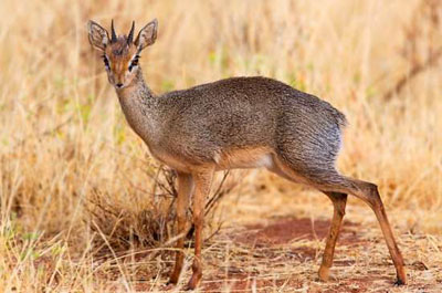 Дик-дик — маленькая пугливая антилопа