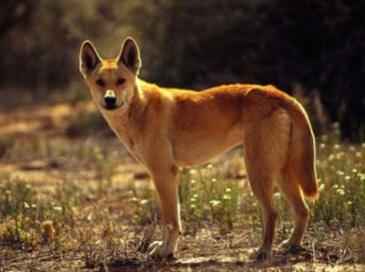 Динго — австралийское млекопитающее без сумки