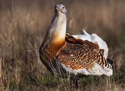 Дрофа — птица или куча перьев?