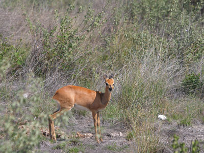 Дукер — пугливая ныряющая антилопа