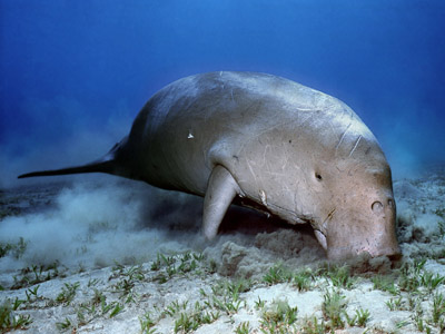 Дюгонь — морское травоядное