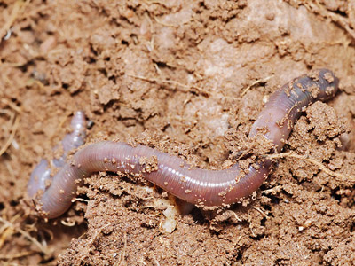 Дождевые черви