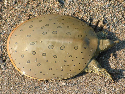 Дальневосточная черепаха