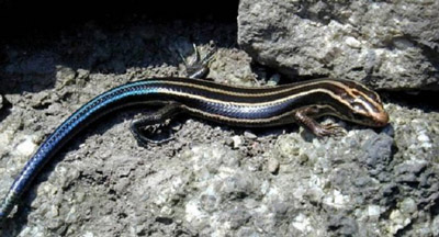 Дальневосточный сцинк