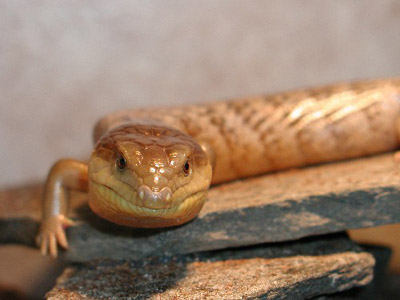 Длинноногий сцинк