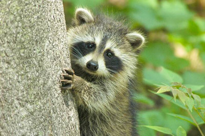 Енот — в городе как дома