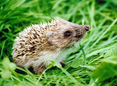 Ёж — млекопитающее с иголками