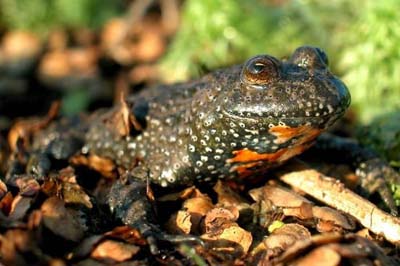 Жерлянка краснобрюхая — гроза комаров