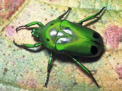 Жуки — самые разнообразные на планете