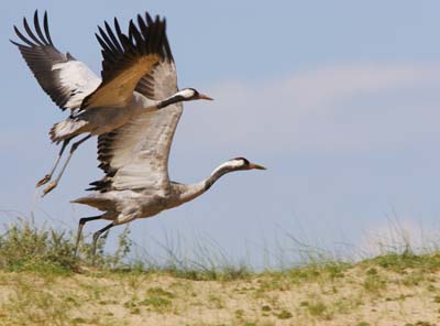 Журавль — длинноногий танцор