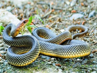 Желтобрюхий полоз