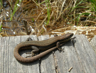 Живородящая ящерица