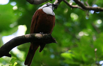 Звонарь — возмутитель спокойствия