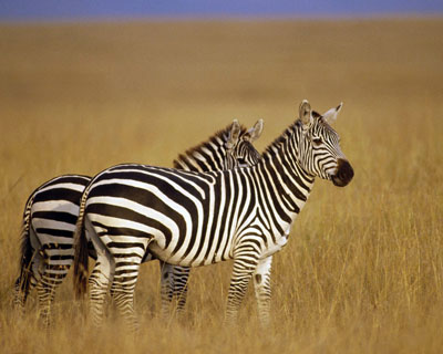 Зебра — удивительная полосатая лошадь