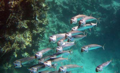 Золотая макрель — эталон красоты