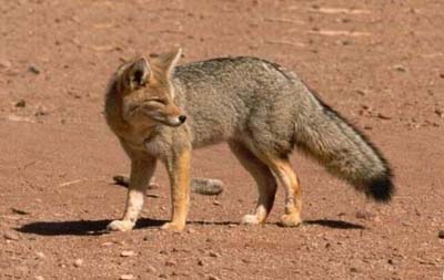 Зорро — любитель крабов