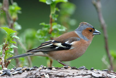 Зяблик — тенор-самоучка
