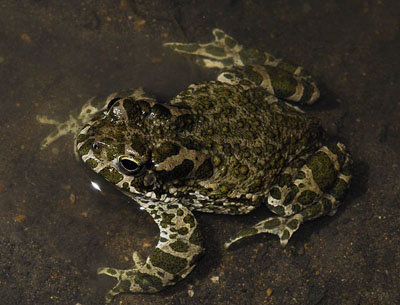 Зеленая жаба