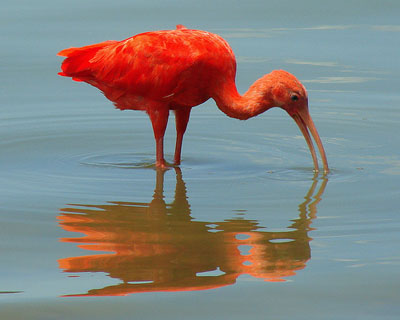 Ибис — на длинных ногах по болоту