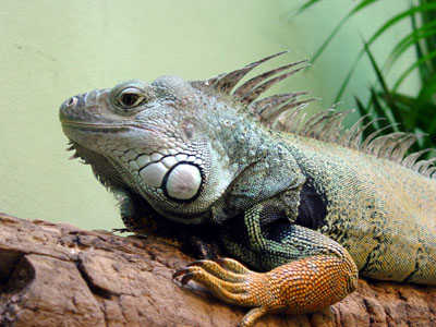 Игуана — ящерица с фамильным гребнем