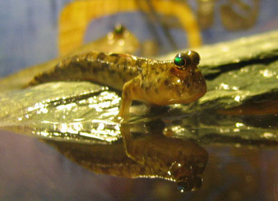 Илистый прыгун — в воде как на суше