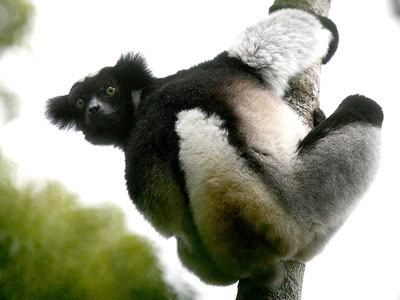 Индри — исчезающий бесхвостый лемур