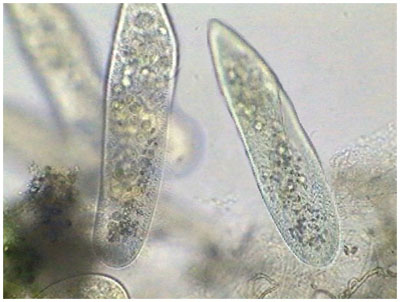 Инфузория туфелька